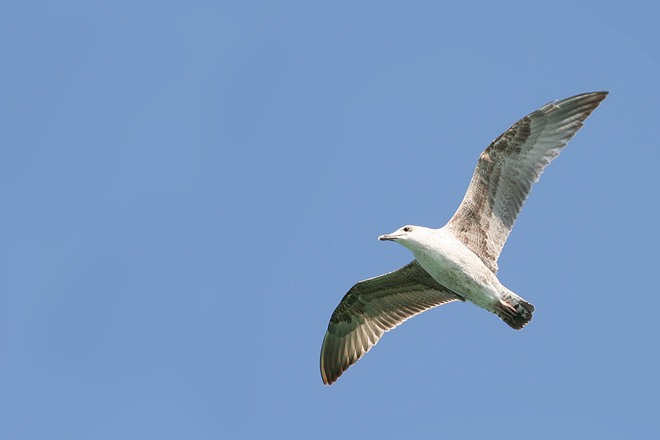 Möwe am Fluss Manavgat