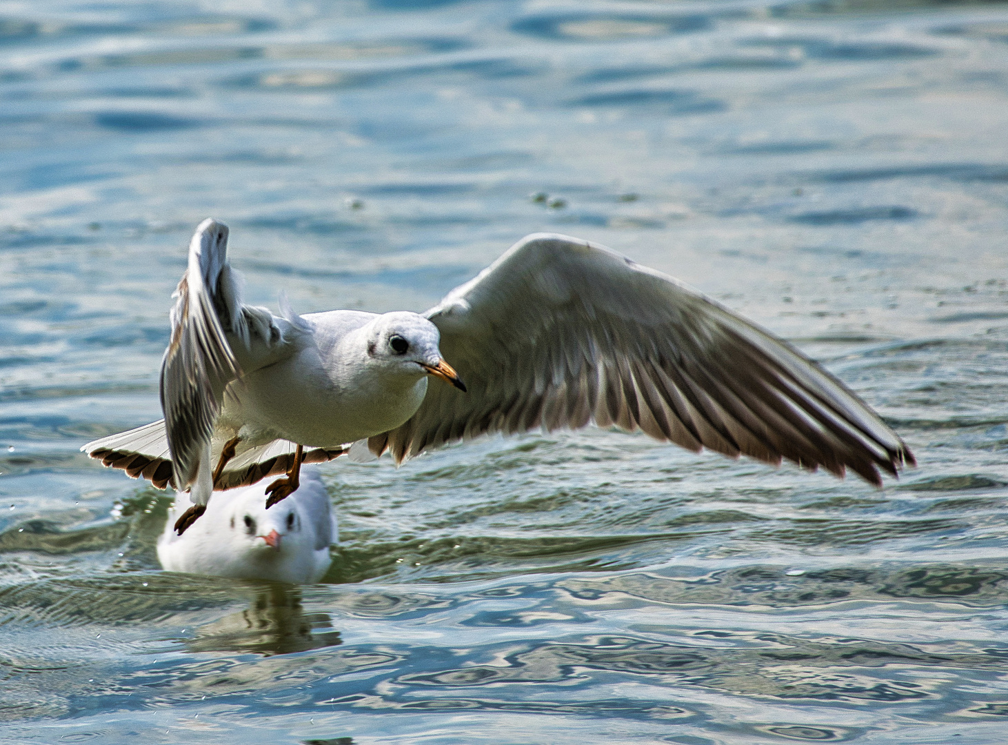 Möwe am Gardasee