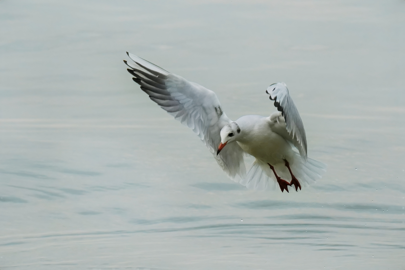 Möwe am Gardasee