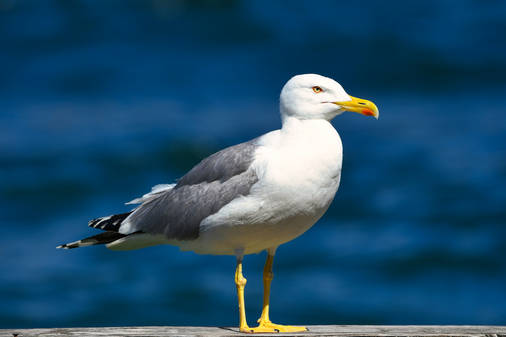 Möwe am Gardasee