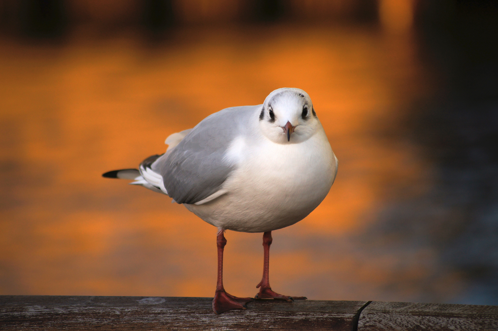 Möwe am Hafen