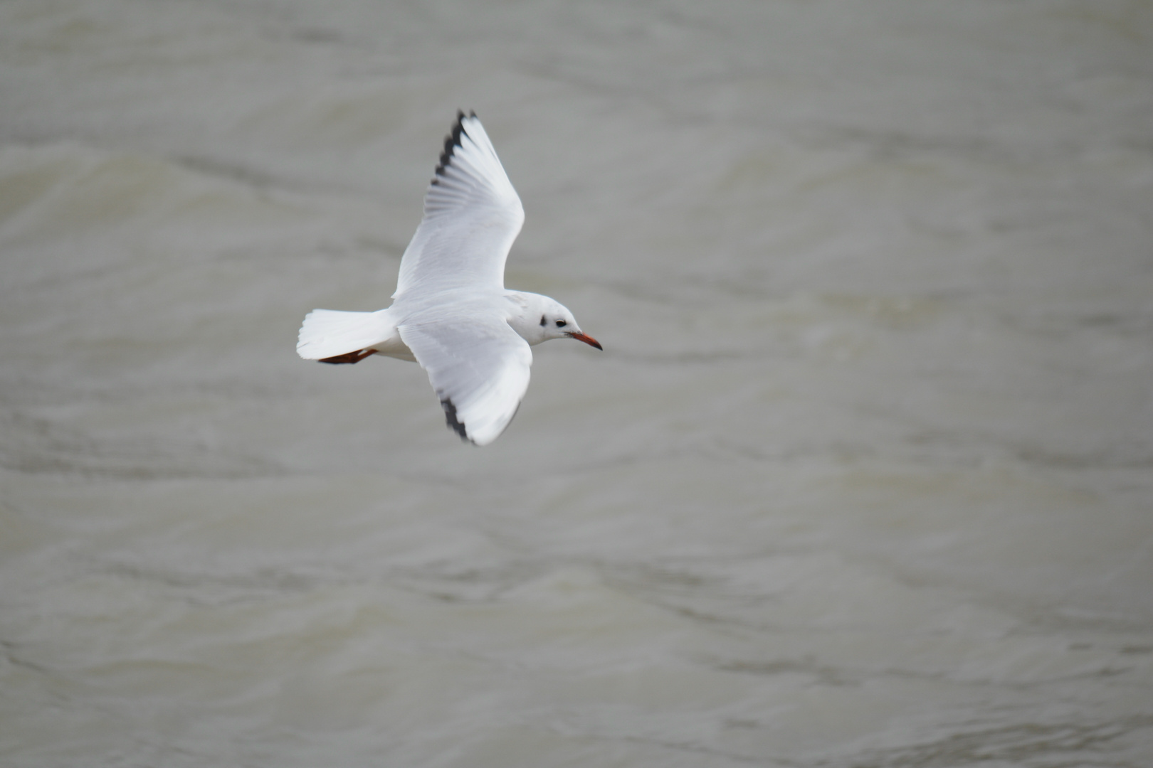 Möwe am Hafen