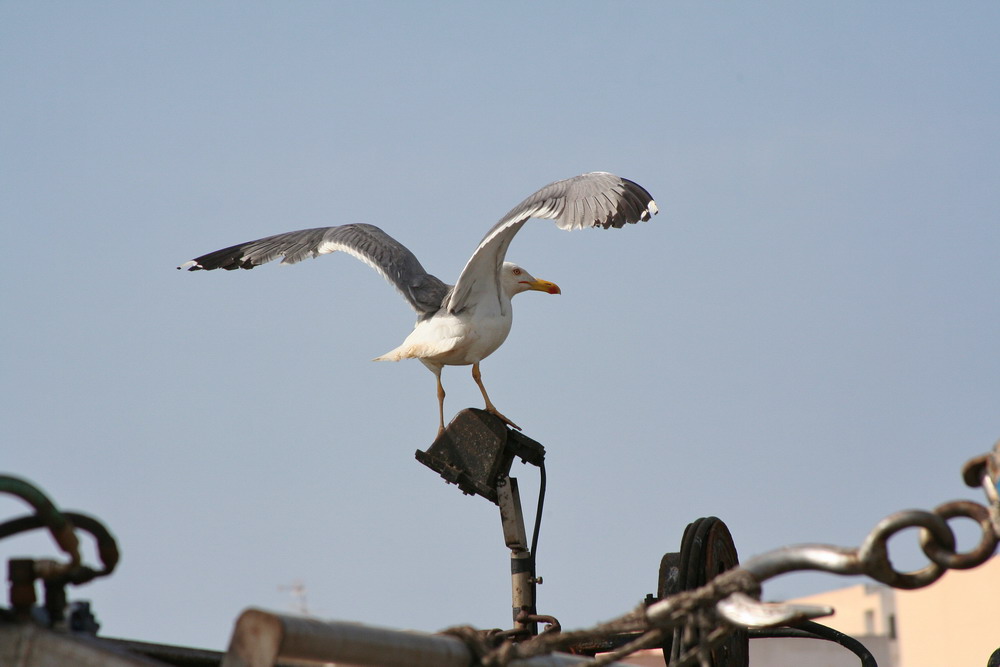 Möwe am Hafen