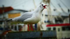 Möwe am Hafen