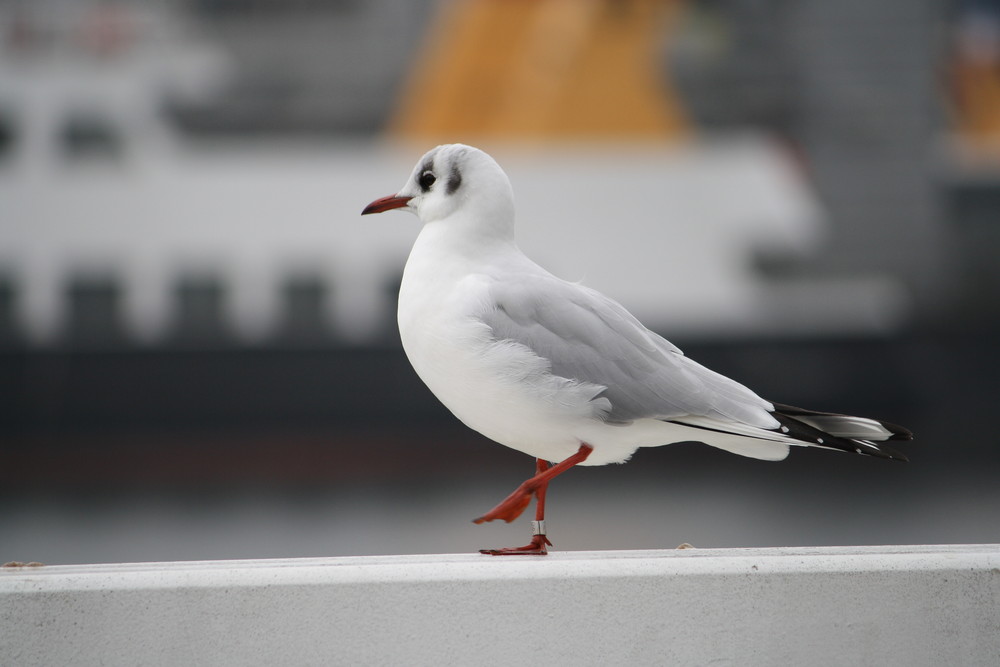 Möwe am Hafen