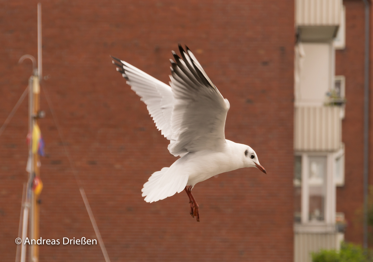 Möwe am Hafen