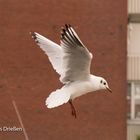 Möwe am Hafen