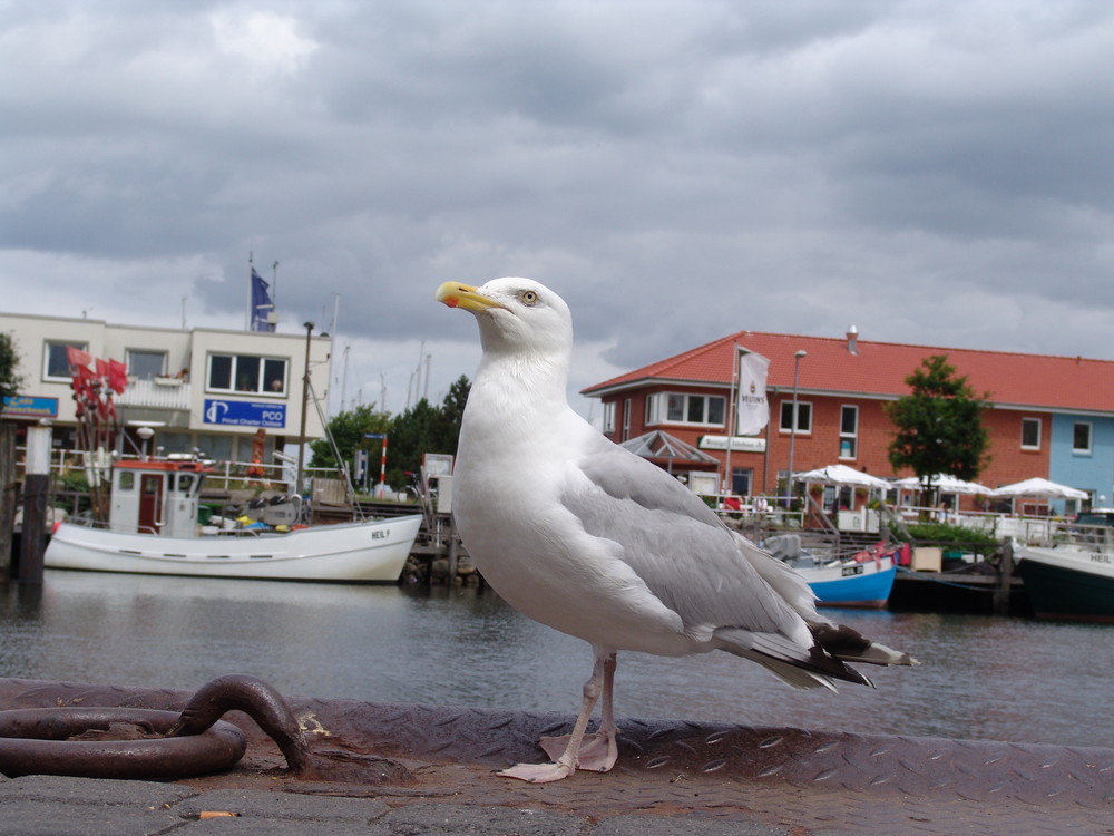 Möwe am Hafen