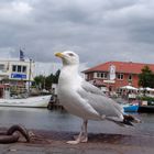 Möwe am Hafen