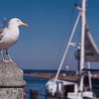 Möwe am Hafen