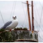 Möwe am Hafen