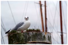 Möwe am Hafen