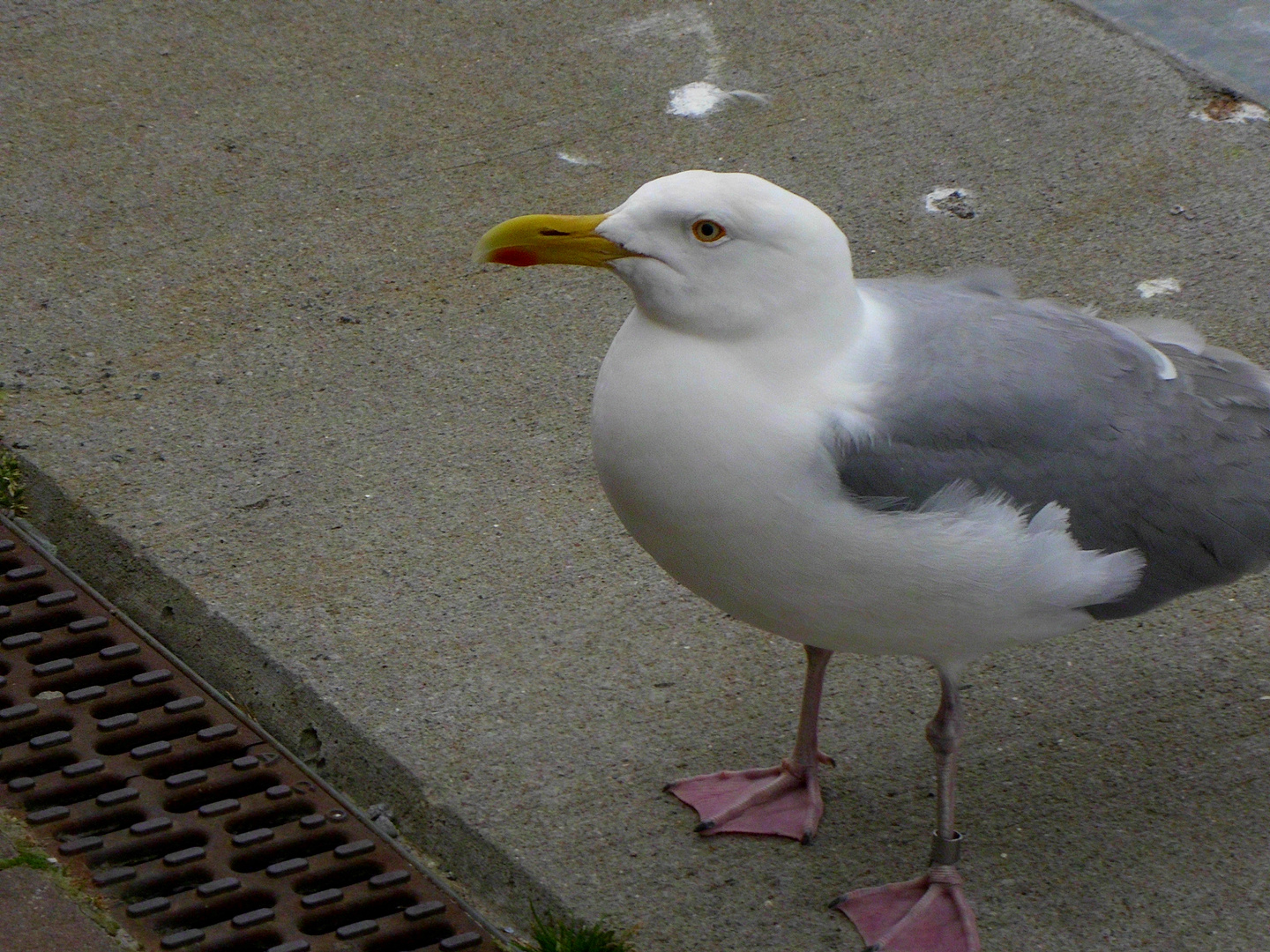 Möwe am Hafen