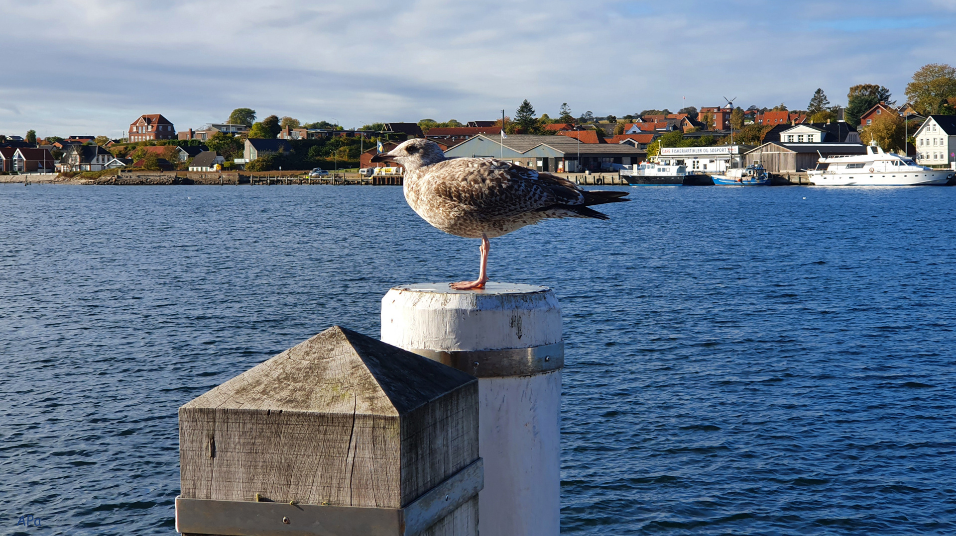 Möwe am Hafen in Sonderborg