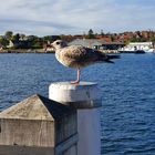 Möwe am Hafen in Sonderborg