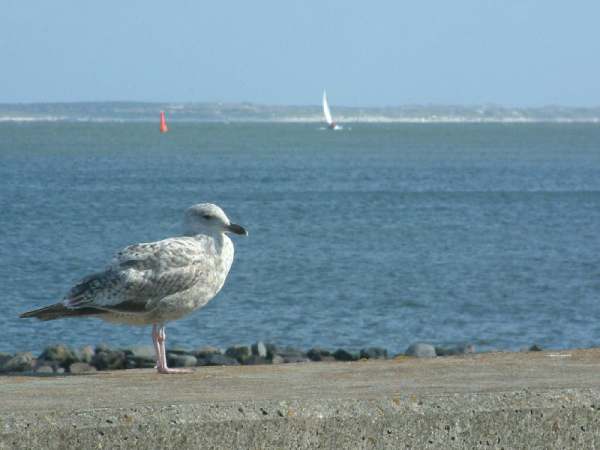 Möwe am Hafen von Hörnum