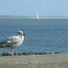 Möwe am Hafen von Hörnum