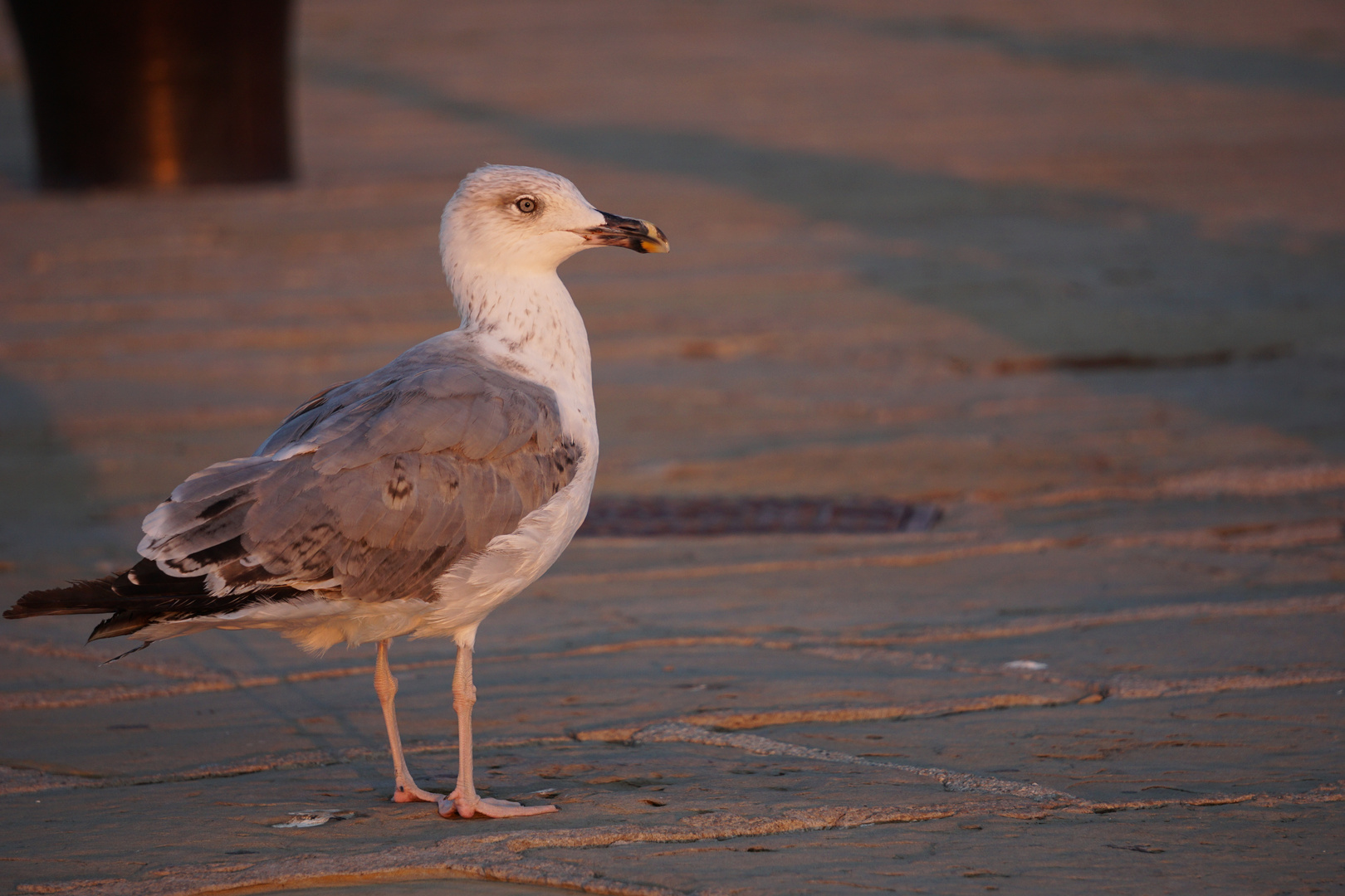 Möwe am Hafen von Triest