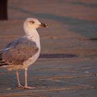 Möwe am Hafen von Triest