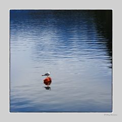 Möwe am Hallstädtersee