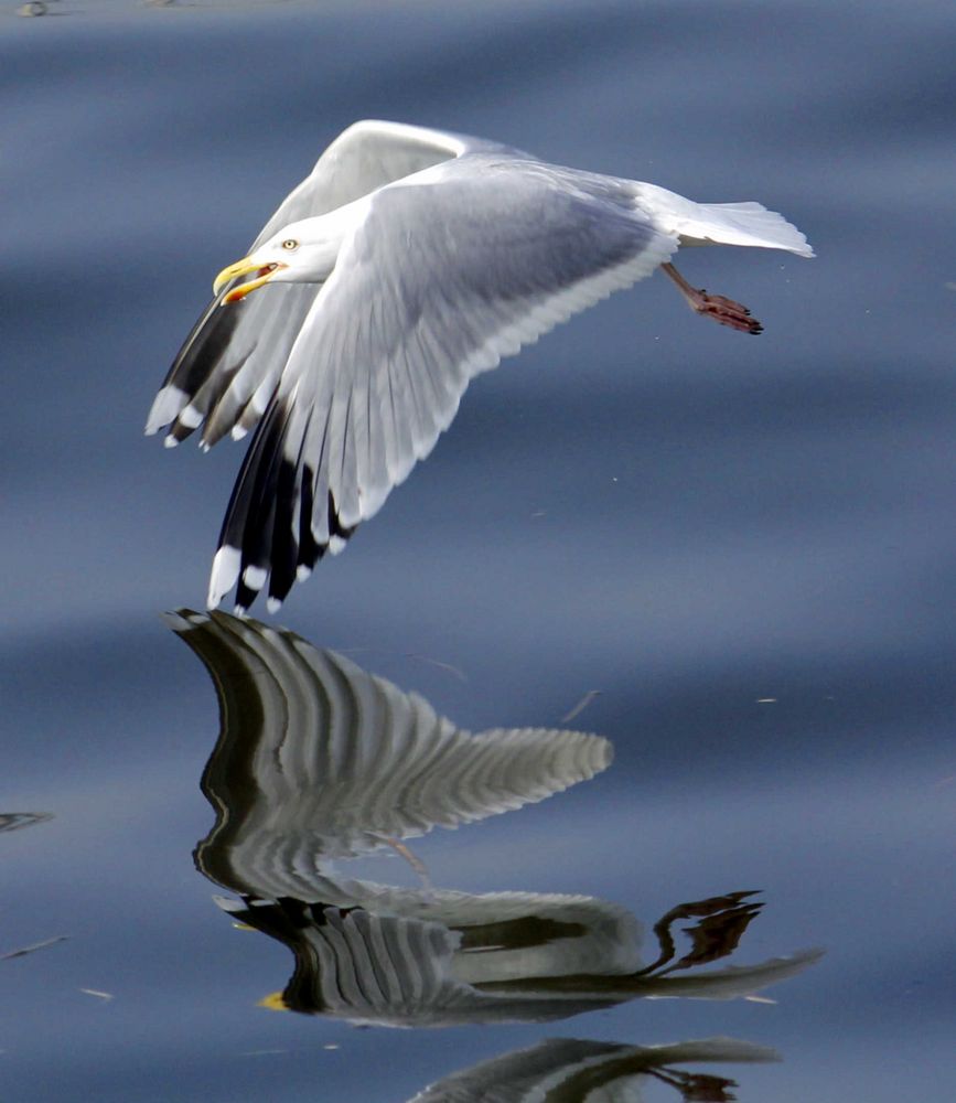 Möwe am Hamburger Hafen