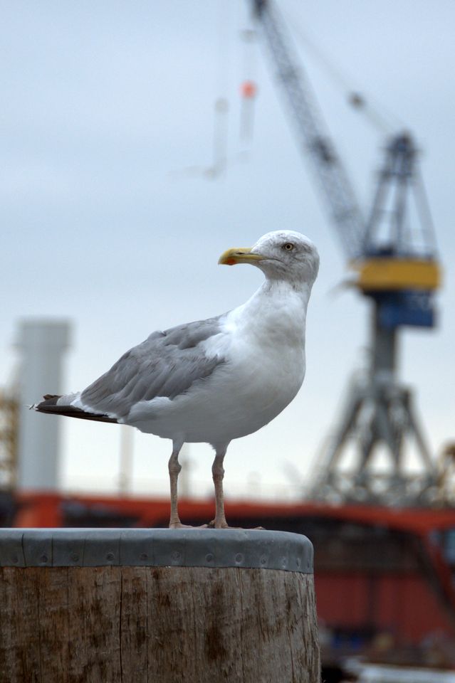 Möwe am Hamburger Hafen