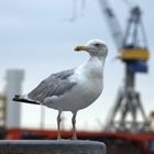 Möwe am Hamburger Hafen