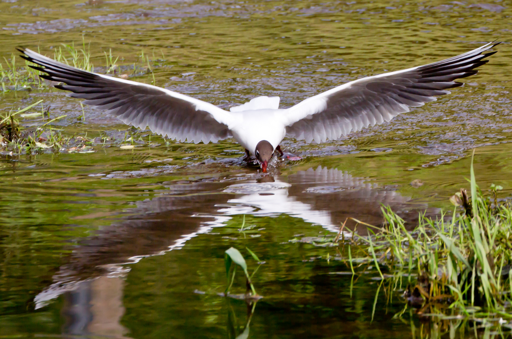 Möwe am heimischen Fluss