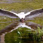 Möwe am heimischen Fluss