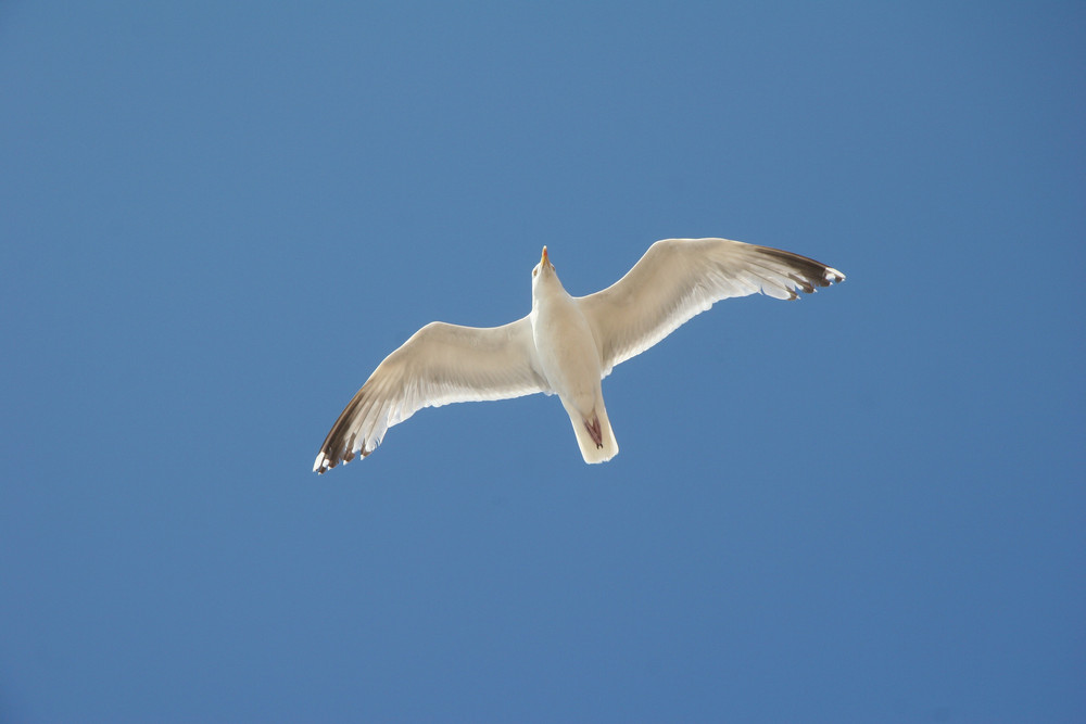 Möwe am Himmel