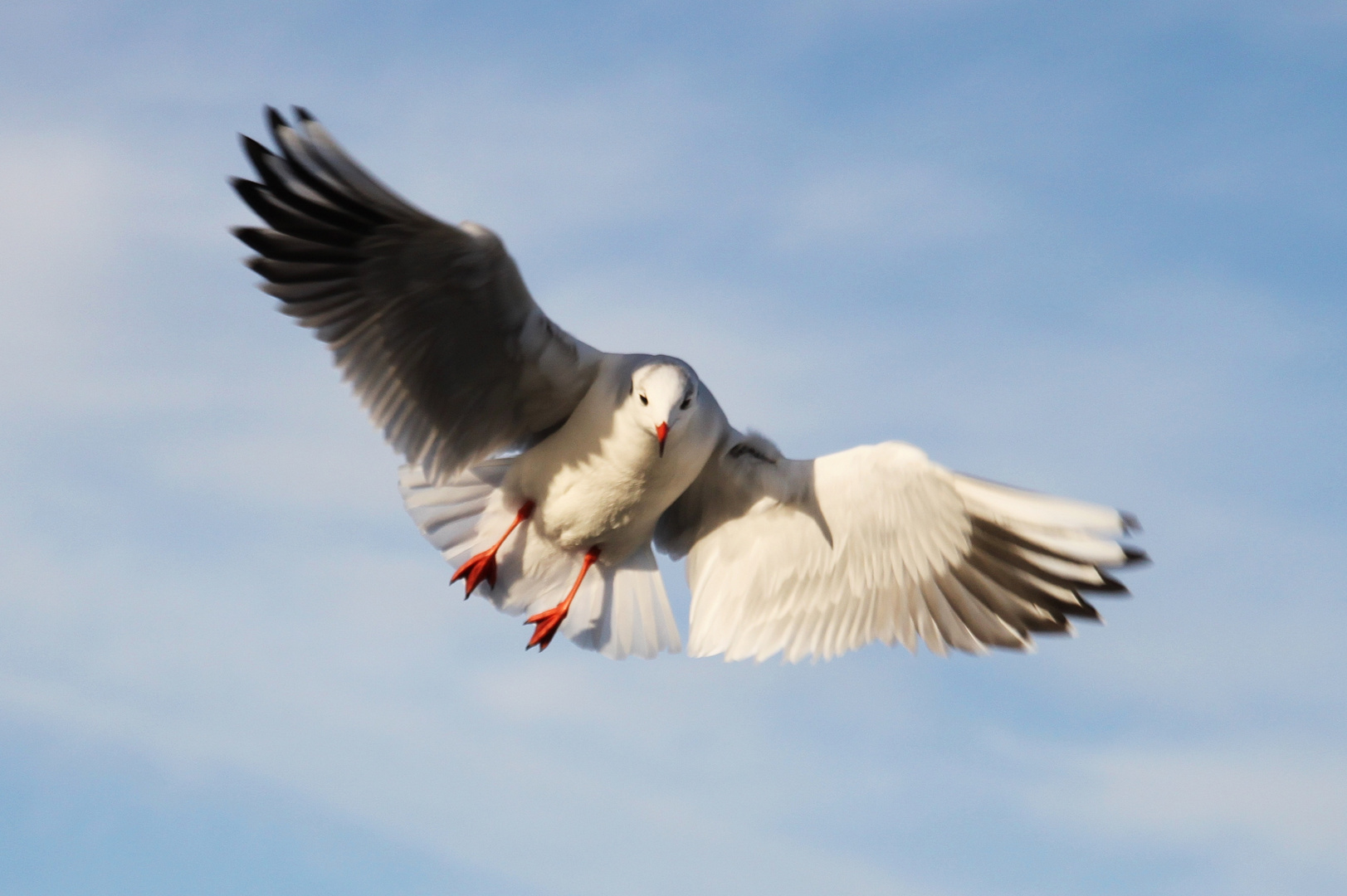 Möwe am Himmel