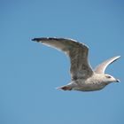 Möwe am Himmel von Warnemünde