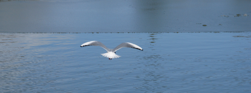 Möwe am Kanal