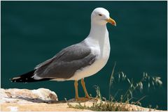 Möwe am Klippenhügel in Algarve