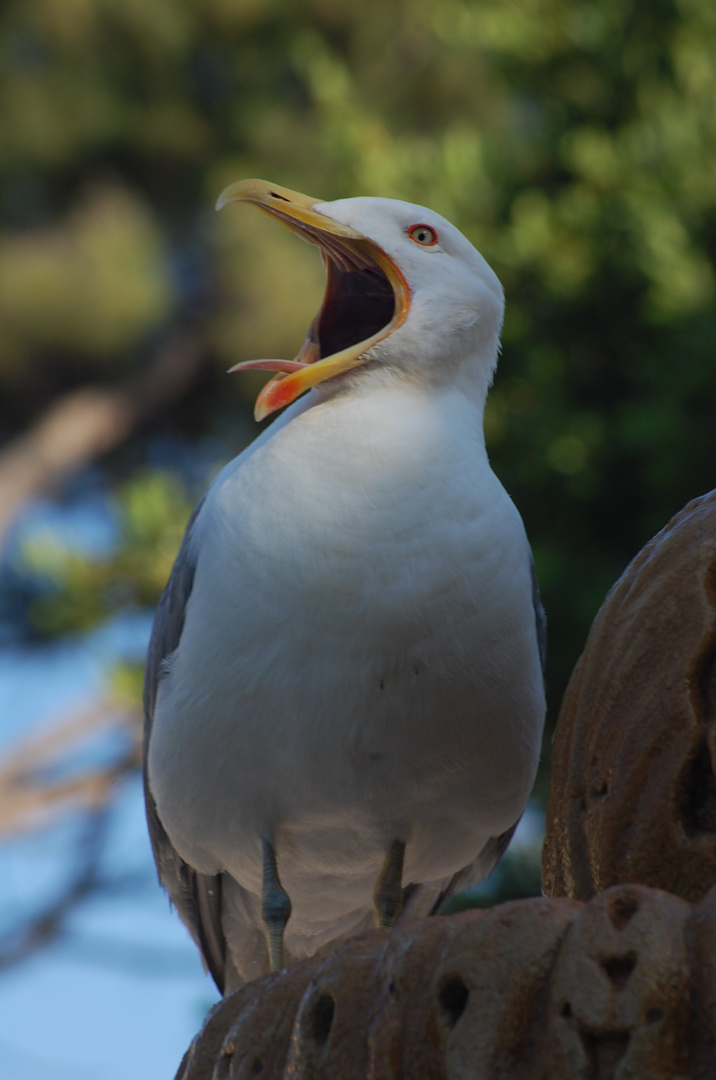 Möwe am Kreischen