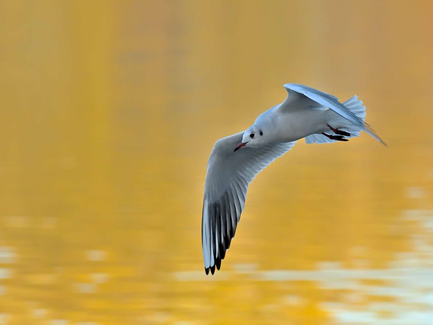 Möwe am Kuhsee