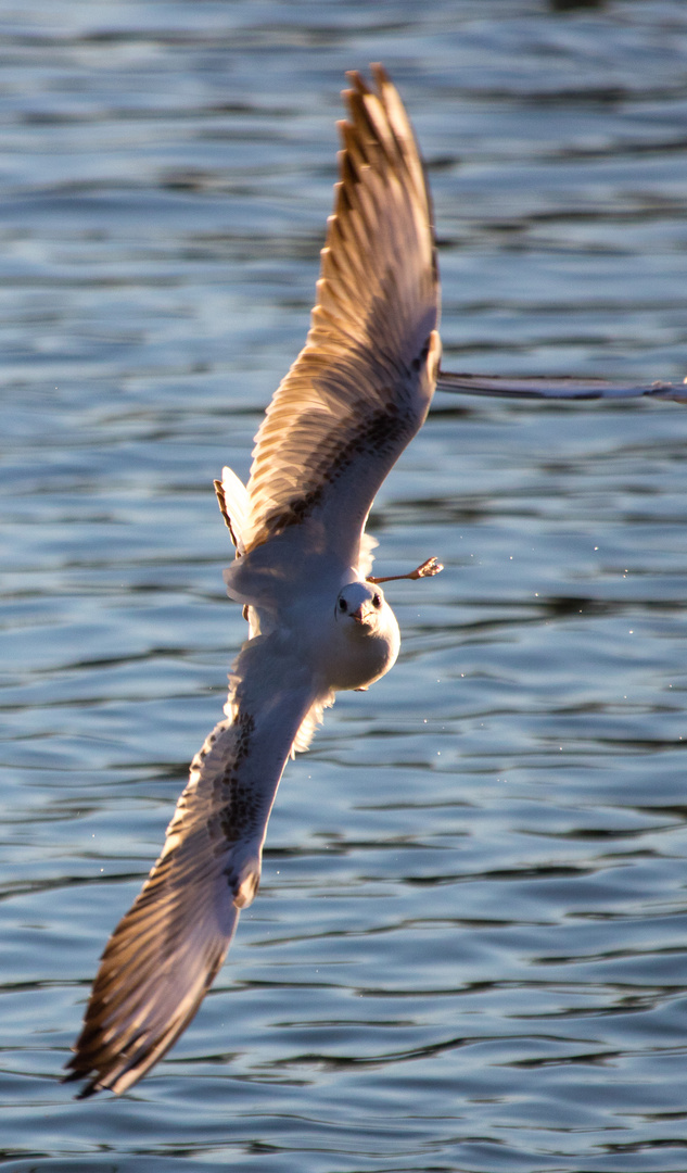 möwe am main -flugakrobatik-