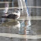 Möwe am Markusplatz