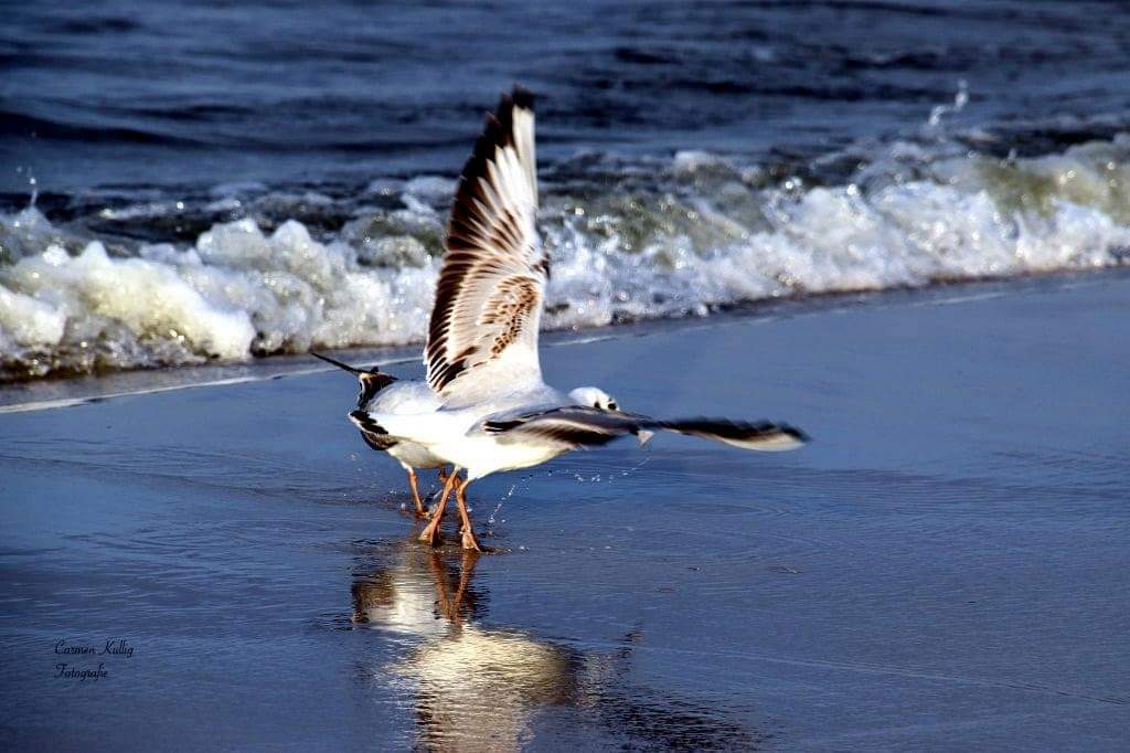 Möwe am Meer