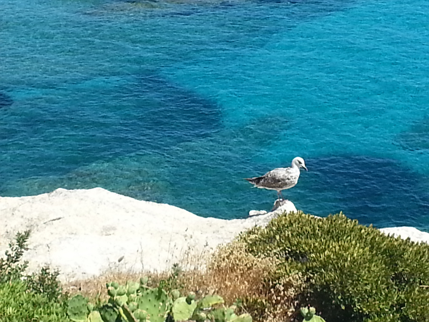 möwe am Meer