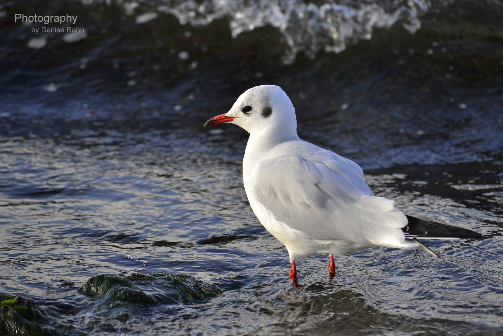 Möwe am Meer