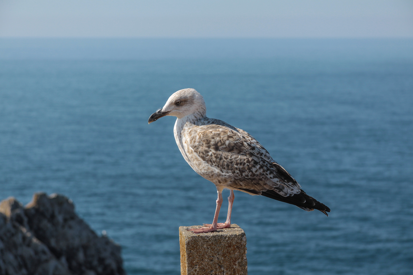 Möwe am Meer