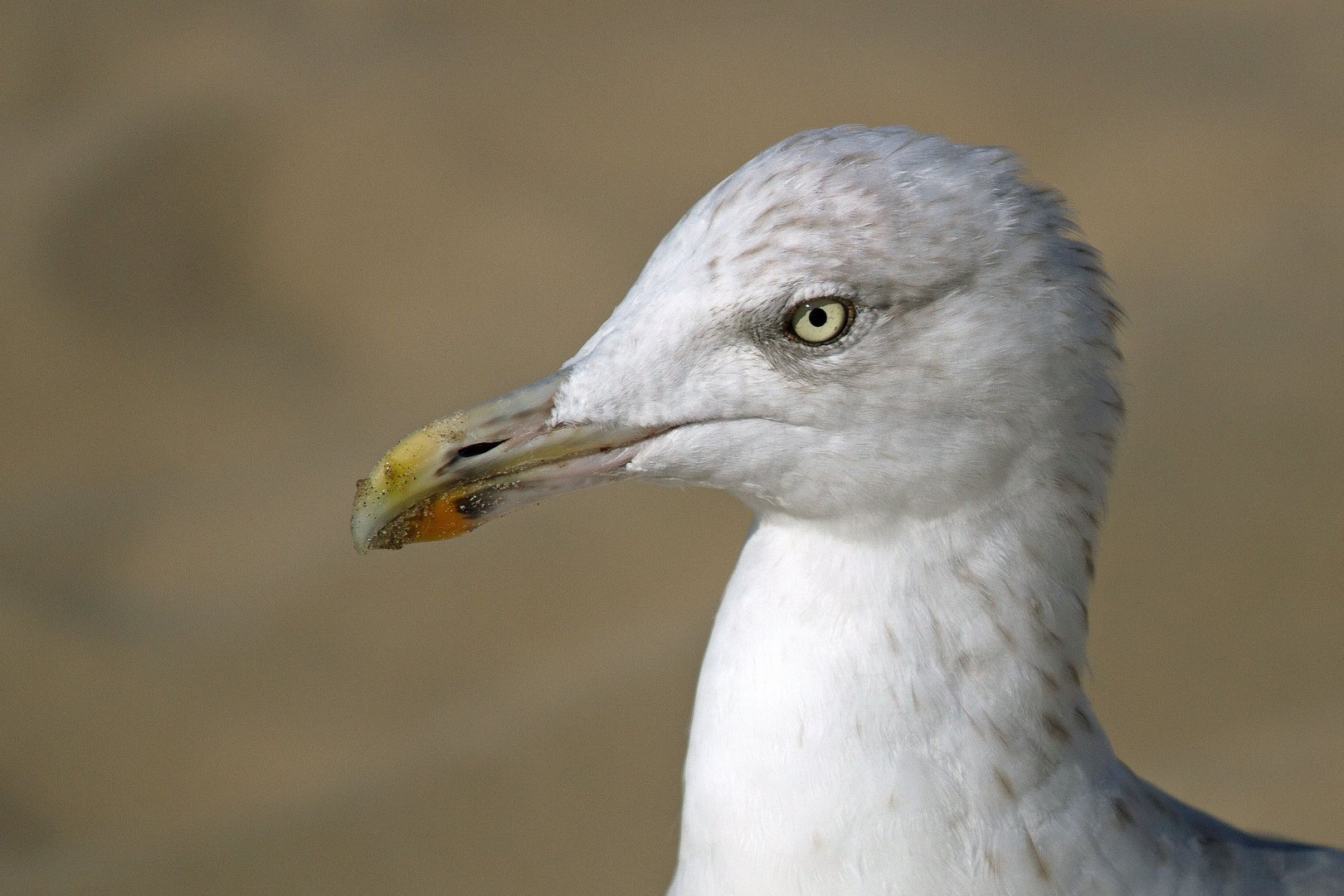 Möwe am Meer