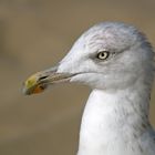 Möwe am Meer