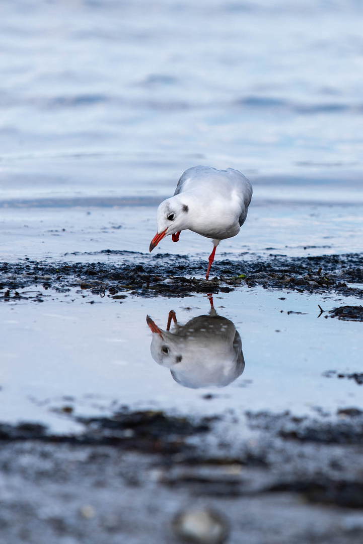 Möwe am Meer