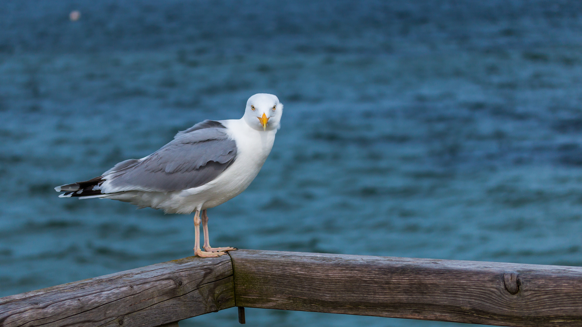 Möwe am Meer in Travemünde