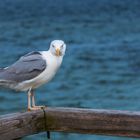 Möwe am Meer in Travemünde