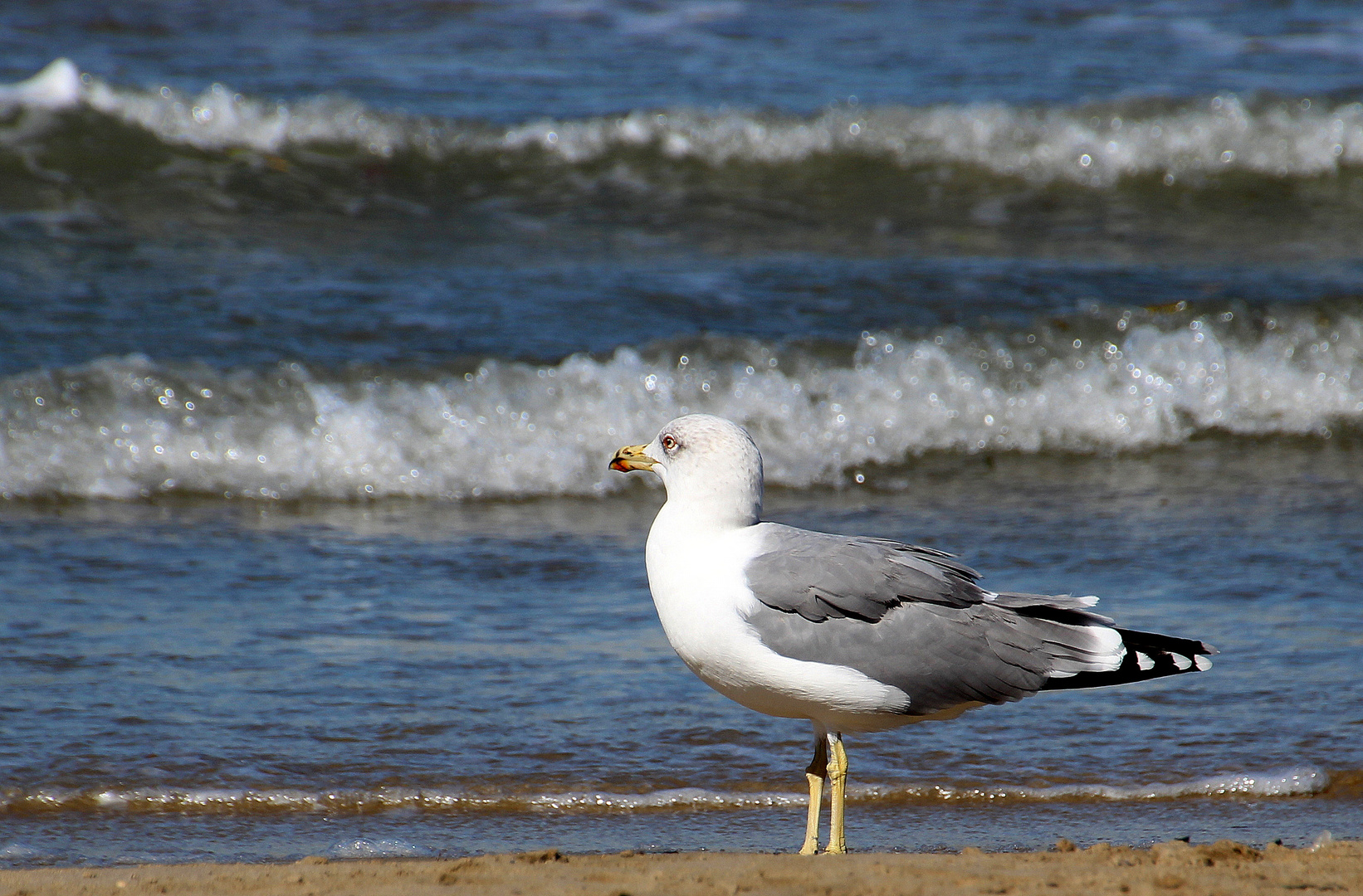 Möwe am Mittelmeer