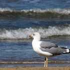 Möwe am Mittelmeer