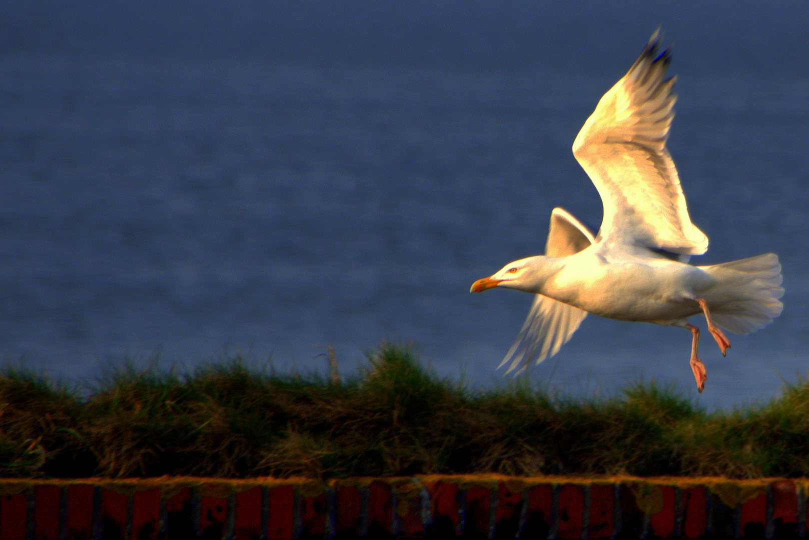 Möwe am Morgen